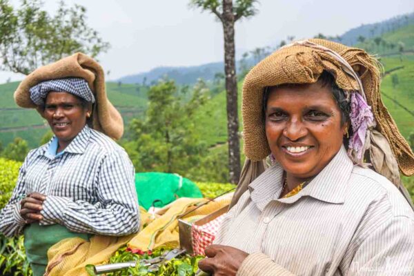 wayanad white pepper - Image 2